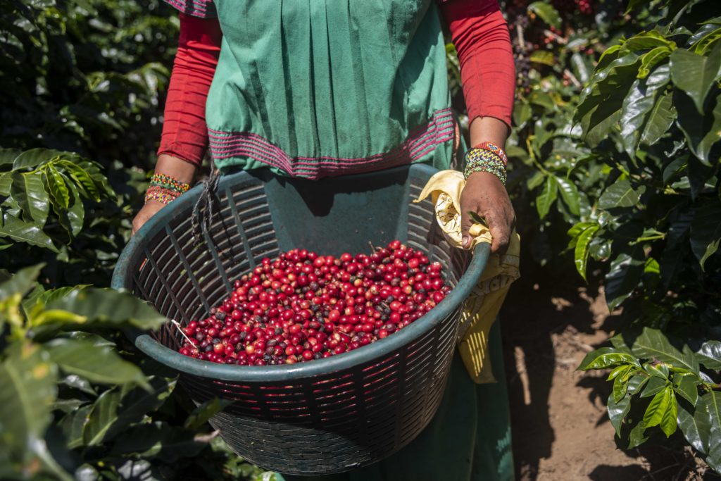 How Central and South America coffee Can Be Purchased Online