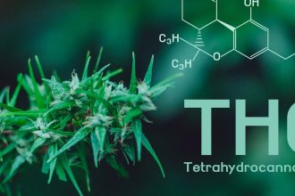 the National Organization for the Reform of Marijuana Laws reports