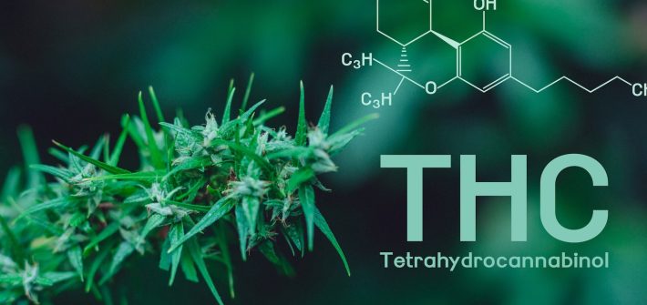 the National Organization for the Reform of Marijuana Laws reports