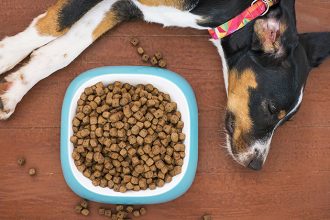 cannabis oil for dogs