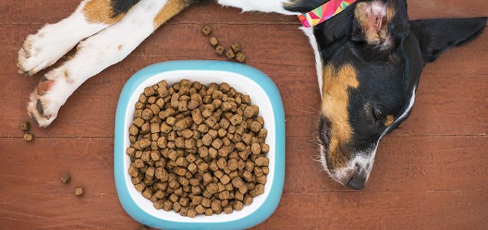 cannabis oil for dogs